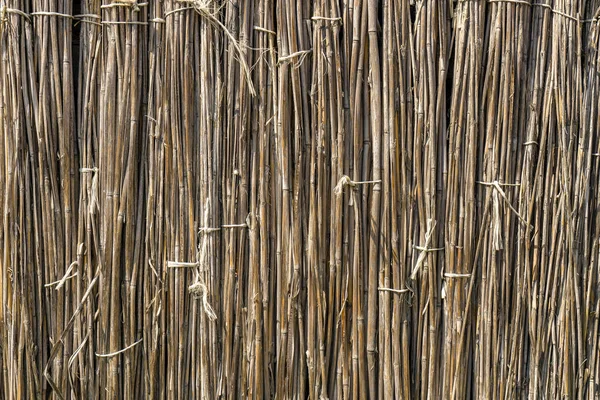 A background of dry reeds drawn by wire. Gray fence of dry stems — Stock Photo, Image