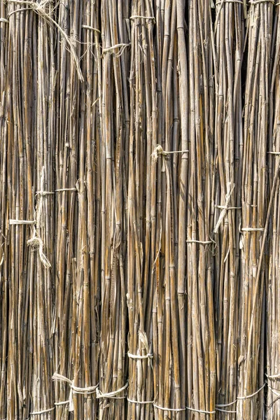 Uno sfondo di canne secche disegnate da filo. Recinzione grigia di steli secchi — Foto Stock