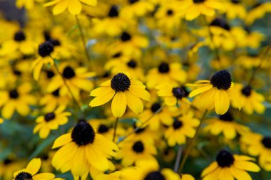 Yeşil yaprak arka planda sarı çiçekler.