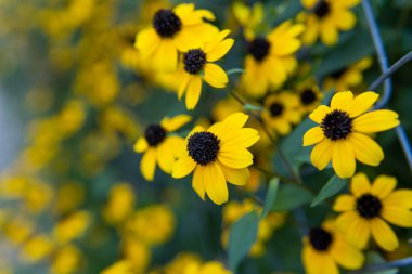 Yeşil yaprak arka planda sarı çiçekler.