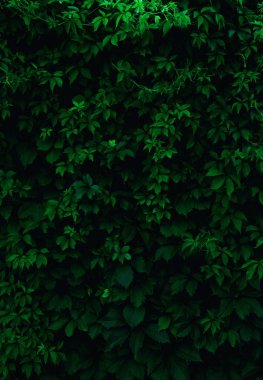 Taze yeşil yaprakların arka planı. Yeşil yaprak desen backgrou