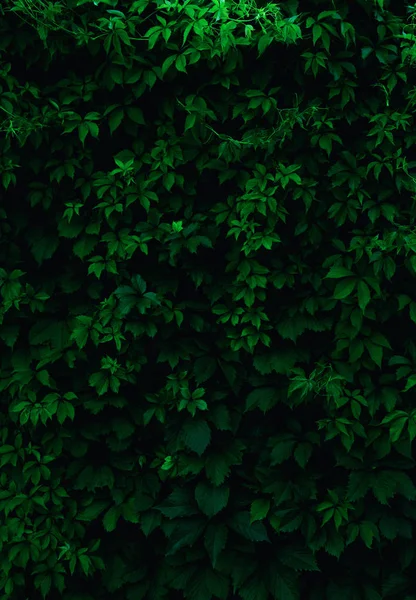Fondo de hojas verdes frescas. Patrón hojas verdes backgrou — Foto de Stock