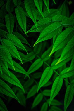 Taze yeşil yaprakların arka planı. Yeşil yaprak desen backgrou