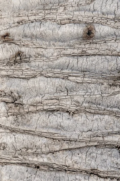 Textura de corteza de palmera. Textura de fondo de corteza de árbol. Piel th — Foto de Stock