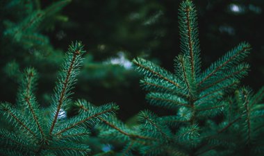 Yeşil ladin dallarından arka plan. Noel arka plan.