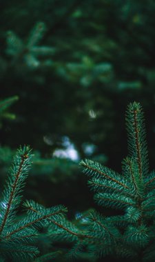 Yeşil ladin dallarından arka plan. Noel arka plan.