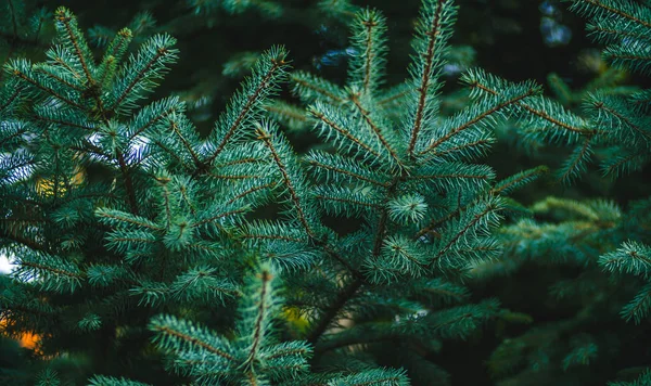 Sfondo da rami di abete rosso verde. Sfondo di Natale . — Foto Stock