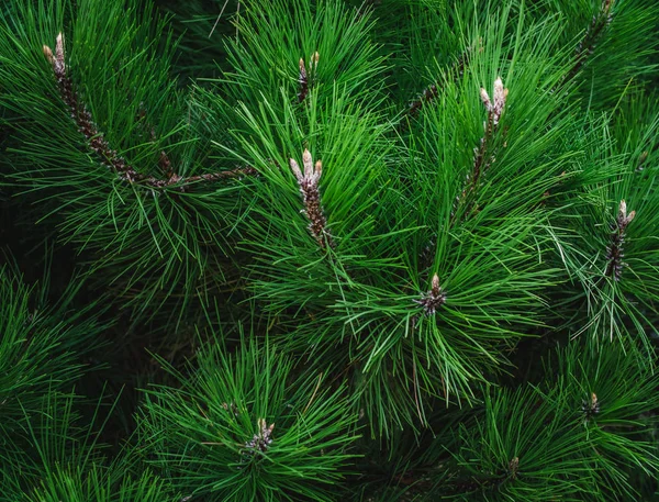 Background from green pine branches. Christmas background. — Stock Photo, Image
