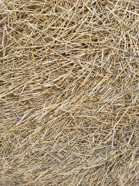 Dry Hay Texture Background Dry Yellow Stems — Stock Photo, Image