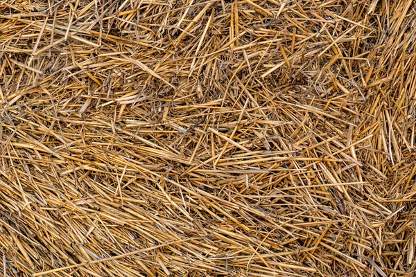 Dry Hay Texture Background Dry Yellow Stems — Stock Photo, Image