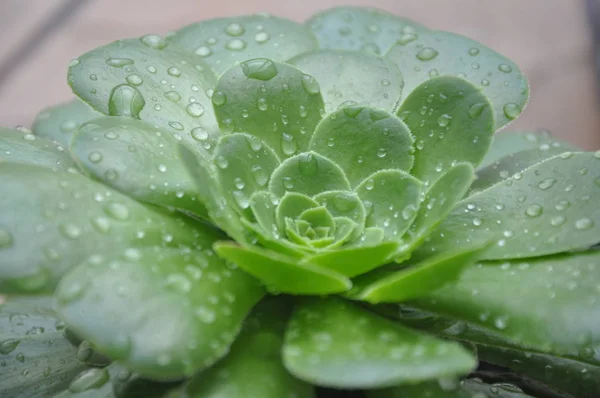 Primer Plano Hermosa Planta Suculenta Flor Con Gotas Lluvia —  Fotos de Stock