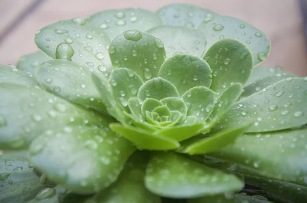 Green Cactus Succulent Plant,Budding Echeveria with beautiful drops of rain