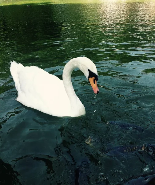 Beautiful White Swan Green Lake Elegancy — стоковое фото