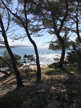 Mavi gökyüzü ve gün ışığı Adriyatik Denizi arka plan ile sahilde üç ağaç