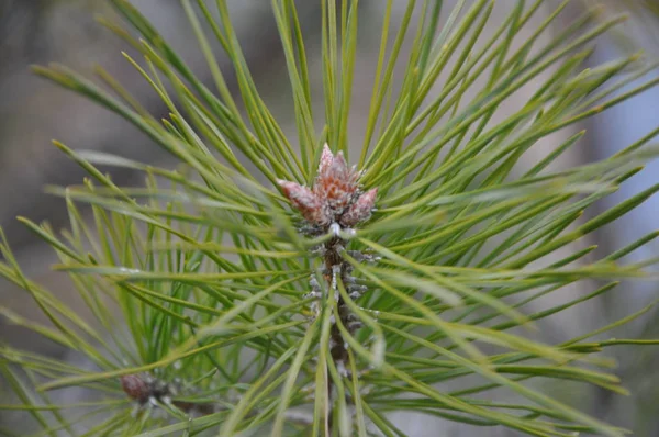 Dennenappel Boom Close — Stockfoto