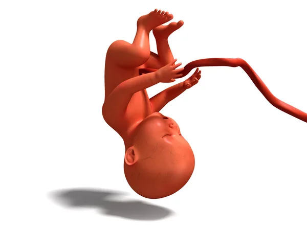 Child Umbilical Tube Upside Render White Background Shadow — Stock Photo, Image