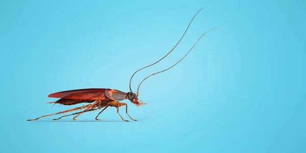 蟑螂爬行到右边的3D渲染蓝色背景机智 — 图库照片