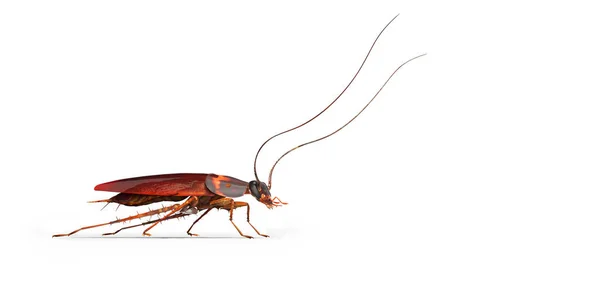 Cockroach crawling to the right 3d render on white background wi — Stock Photo, Image