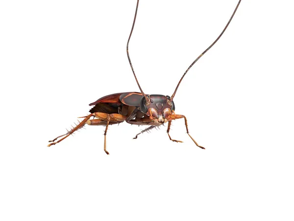蟑螂爬行在地板上3D渲染白色背景没有 — 图库照片