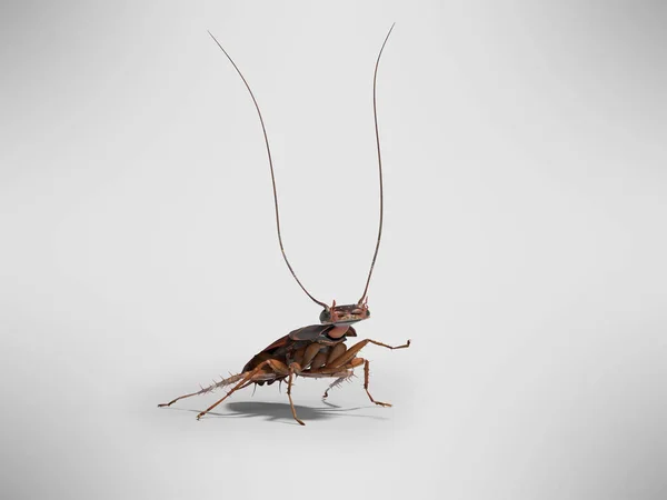 Cucaracha levantó su bigote en 3D sobre fondo gris wi — Foto de Stock