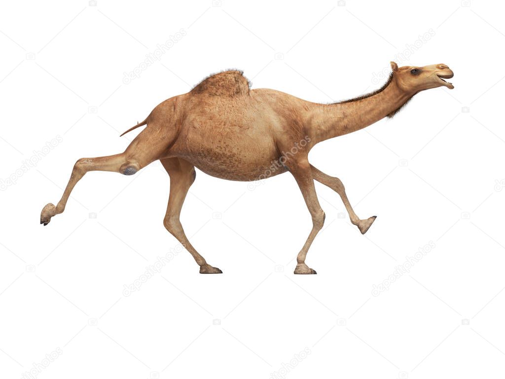 3d rendering concept of camel running on white background no sha