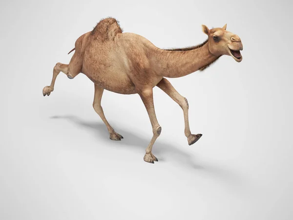 Kamel kör 3d rendering på grå bakgrund med skugga — Stockfoto