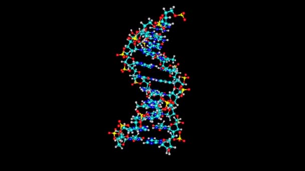 Rotierendes Dna Molekül Auf Schwarz — Stockvideo