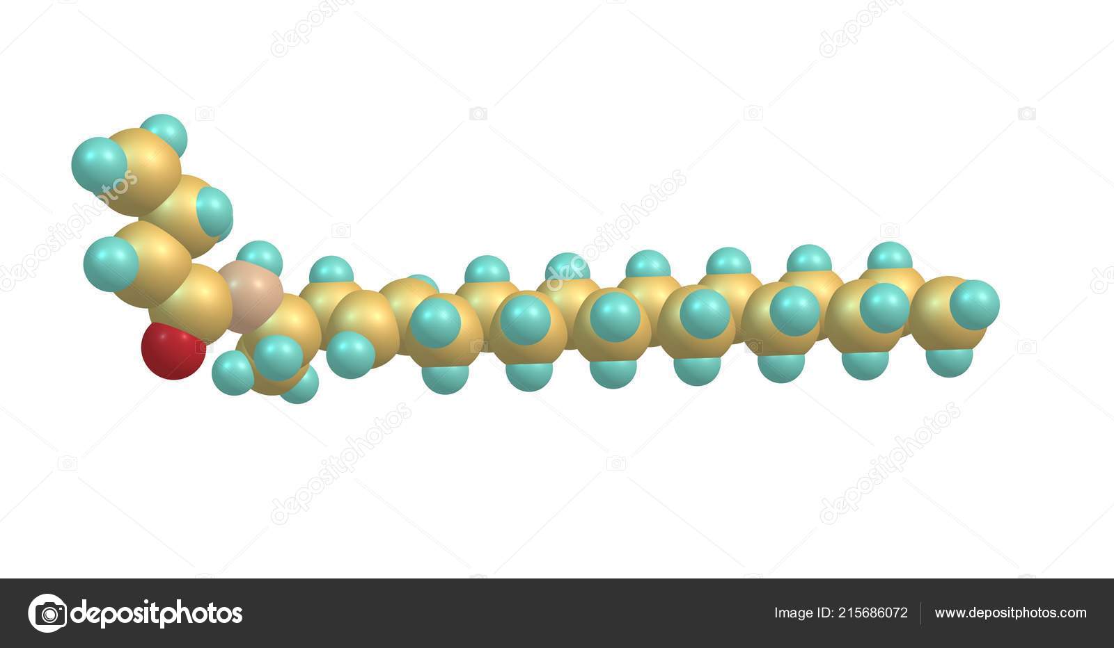 Ceramides Family Waxy Lipid Molecules Ceramide Molecule Composed