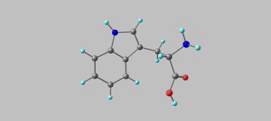 Tryptophan (Tryptophan veya Trp) proteinlerin biyosentezinde kullanılan bir alfa-amino asittir.
