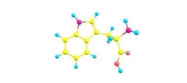 Tryptophan (Tryptophan veya Trp) proteinlerin biyosentezinde kullanılan bir alfa-amino asittir.
