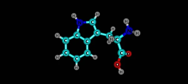 色氨酸或色氨酸是一种用于蛋白质生物合成的 氨基酸 — 图库照片