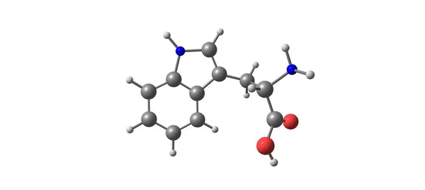 Tryptophan Eller Trp Alfa Aminosyre Der Anvendes Biosyntesen Proteiner Illustration - Stock-foto