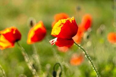 Güneş, mavi gökyüzü karşı sahada kırmızı haşhaş çiçek açmış. Bahar çiçegi. Dramatik gün ve muhteşem sahne. Harika resim duvar kağıdı. Dünyanın güzelliği keşfetmek. Sanatsal resim.