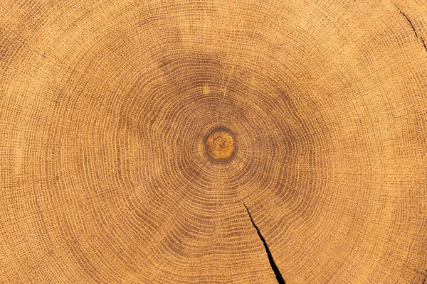 Oak grove ağaç gövdesi büyüme yüzük beyaz arka plan üzerinde izole gösterilen kesiti.