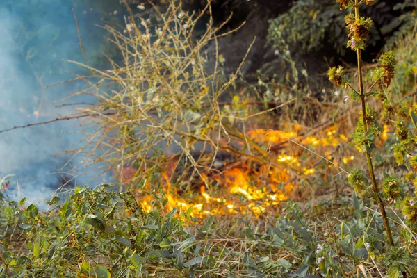 Brand Torra Blad Aska Början Skogsbrand Det Torra Gräset Brinner — Stockfoto