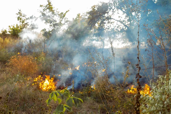 Brand Torra Blad Aska Början Skogsbrand Det Torra Gräset Brinner — Stockfoto