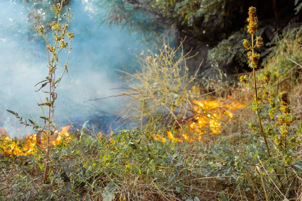 Brand Torra Blad Aska Början Skogsbrand Det Torra Gräset Brinner — Stockfoto