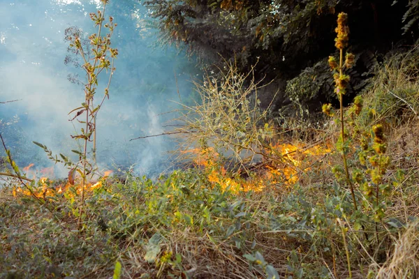 ドライの火は 灰を残します 森林火災の始まり 乾いた草を燃やしています — ストック写真