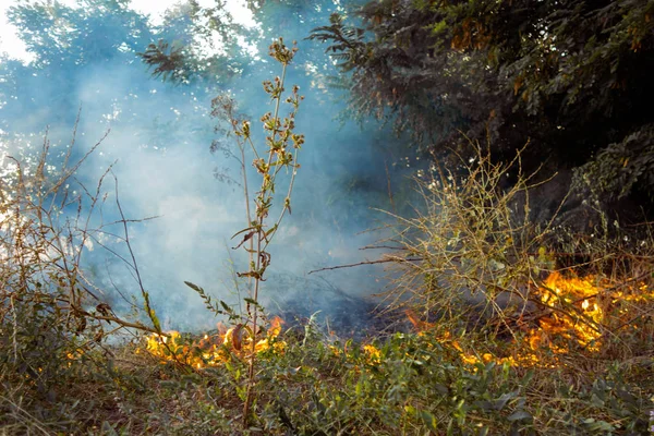 ドライの火は 灰を残します 森林火災の始まり 乾いた草を燃やしています — ストック写真