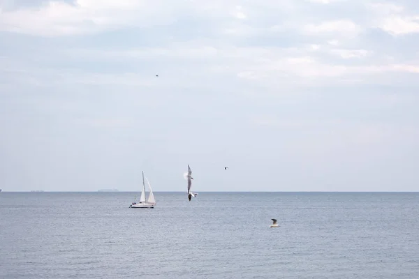 The yacht sails in the open sea with a lot of gulls around on a clear spring day.