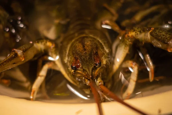 Live River Green Crayfish Close Cooking — Stock Photo, Image