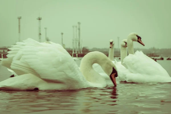 Cigno Anatra Gabbiani Folaghe Pelate Cigni Anatre Gabbiani Nelle Acque — Foto Stock