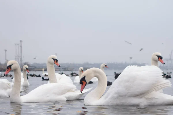 Cygne, canard, goélands et foulques chauves. Cygnes, canards et goélands dans les eaux portuaires par une journée d'hiver nuageuse . — Photo