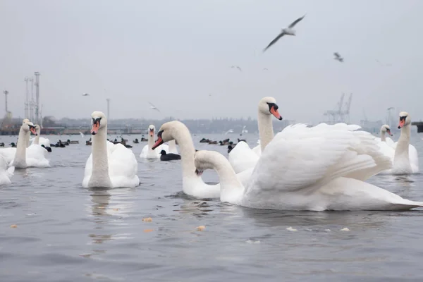 Swan, ördek, martı ve kel yaban ördeği. Kuğular, ördekler ve martı bir bulutlu kış gününde seaport sularda. — Stok fotoğraf