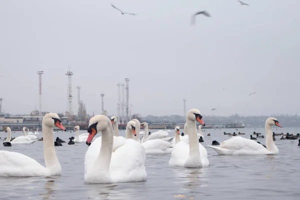 Swan, ördek, martı ve kel yaban ördeği. Kuğular, ördekler ve martı bir bulutlu kış gününde seaport sularda. — Stok fotoğraf