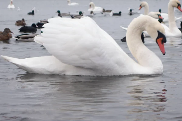Swan, ördek, martı ve kel yaban ördeği. Kuğular, ördekler ve martı bir bulutlu kış gününde seaport sularda. — Stok fotoğraf