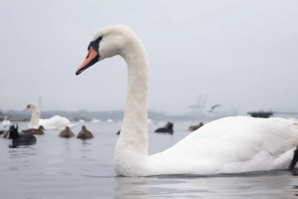 Swan, ördek, martı ve kel yaban ördeği. Kuğular, ördekler ve martı bir bulutlu kış gününde seaport sularda. — Stok fotoğraf