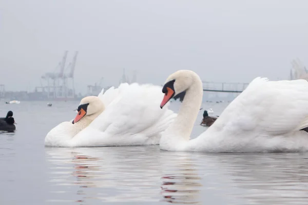 Cigno, anatra, gabbiani e folaghe pelate. Cigni, anatre e gabbiani nelle acque del porto in una giornata invernale nuvolosa . — Foto Stock