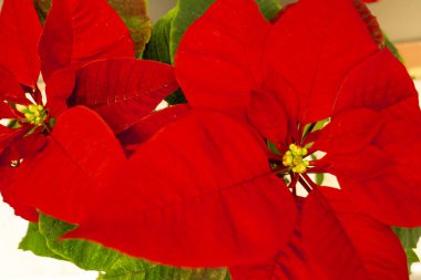 Saksı içinde güzel yılbaşı çiçeği. Pencere pervazı kırmızı Noel çiçek. Noel yıldızı. Kapalı bitki çiçek. Güzel parlak kırmızı çiçek. Yaratıcı antika arka plan