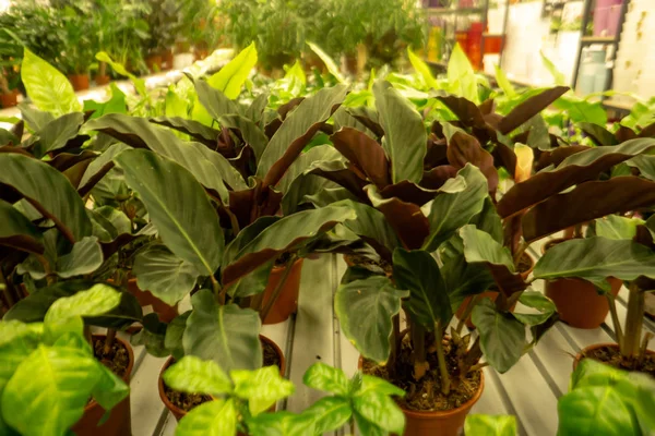 Broeikasgassen Veel Planten Verkopen Kas Decoratieve Kamerplanten Plank Winkel Voor — Stockfoto